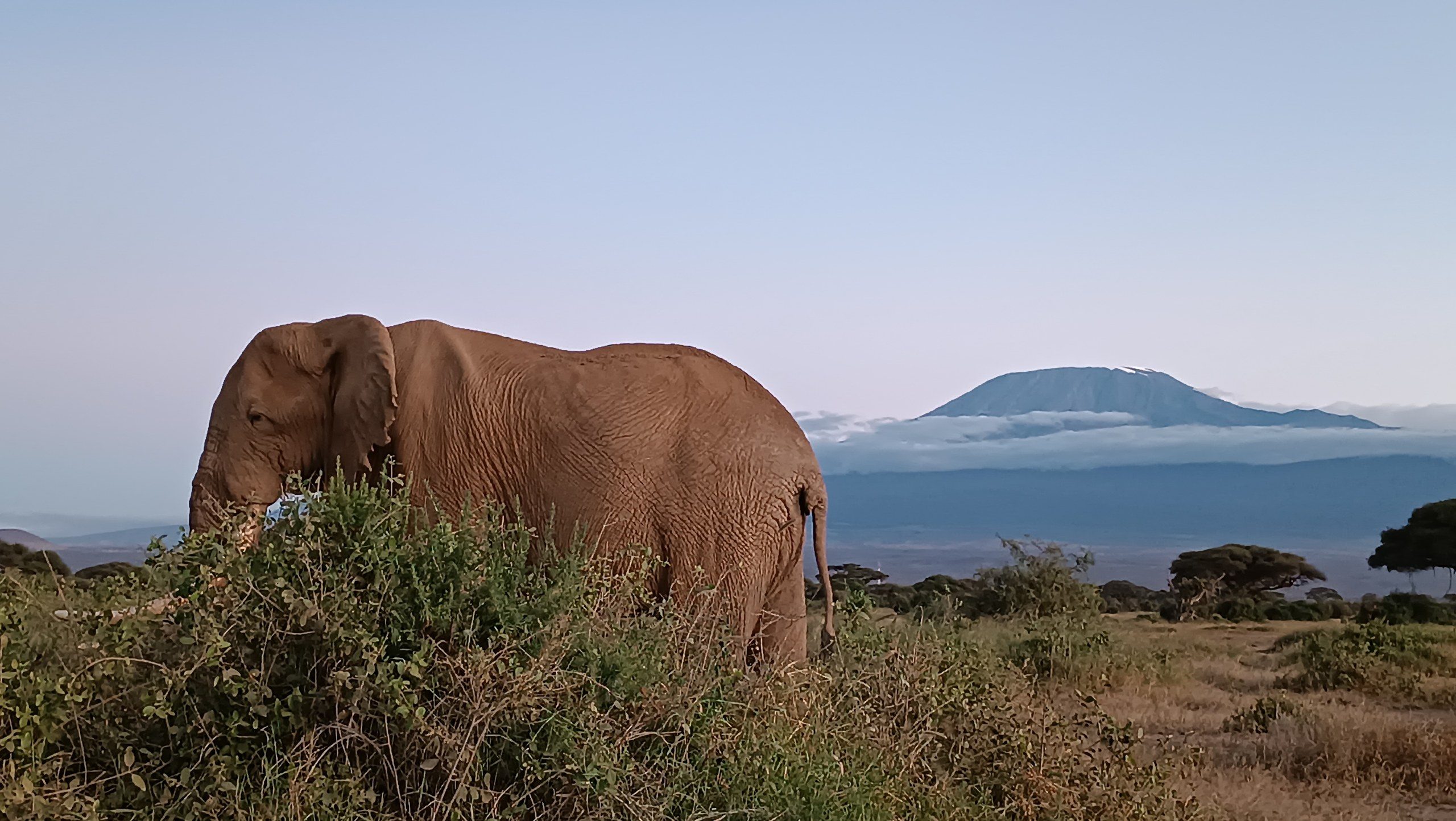 Elephants in Amboseli